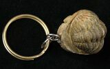 Real Phacops Trilobite Keychain #17407-1